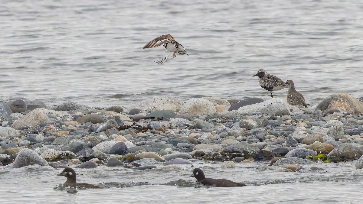 Ruddy Turnstone - ML622055142