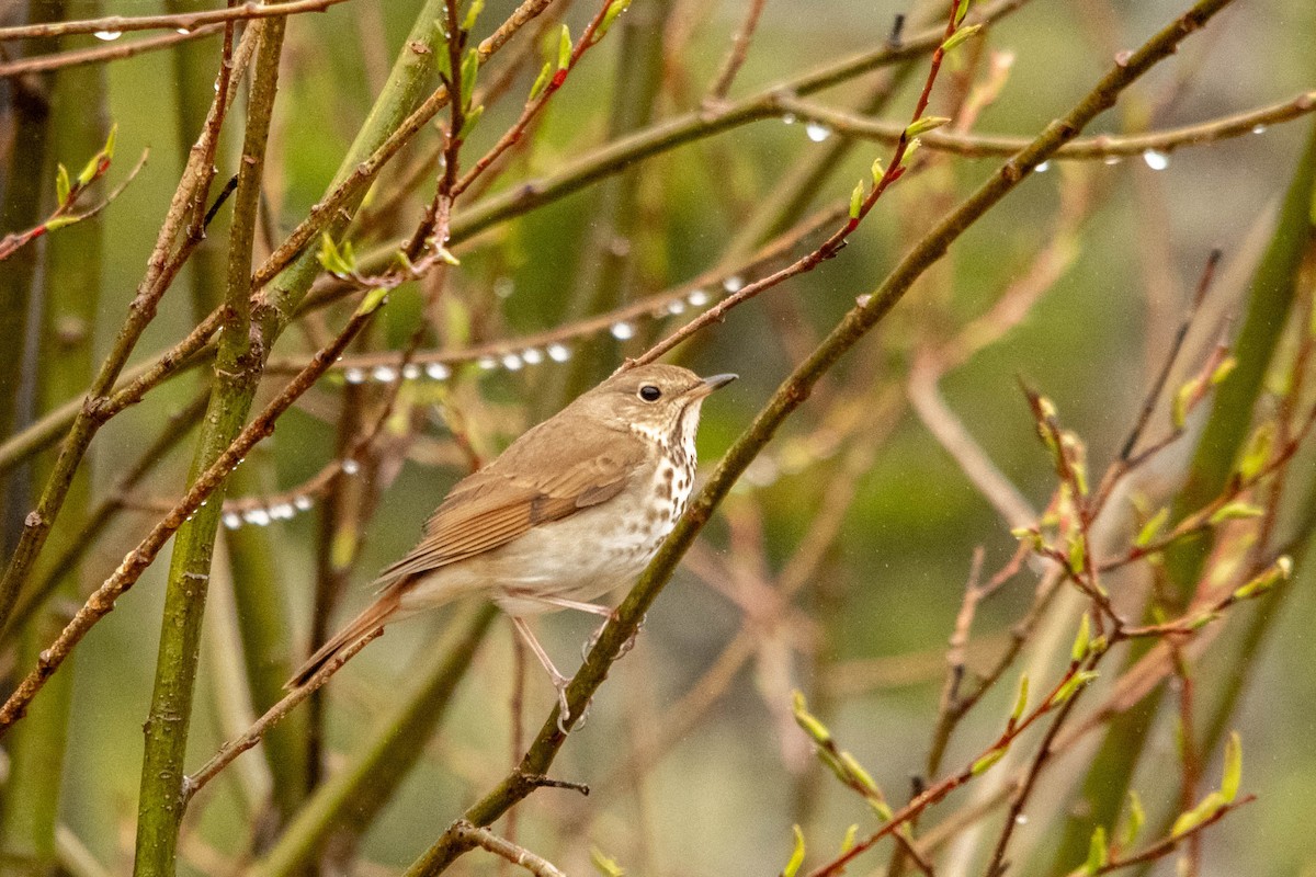 Hermit Thrush - ML622055143