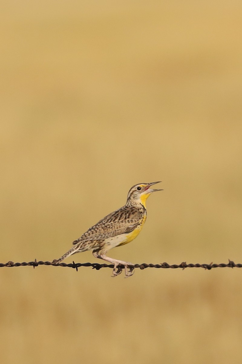 Western Meadowlark - ML622055144