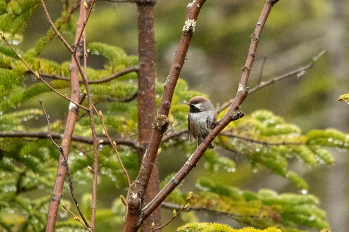 Mésange à tête brune - ML622055145