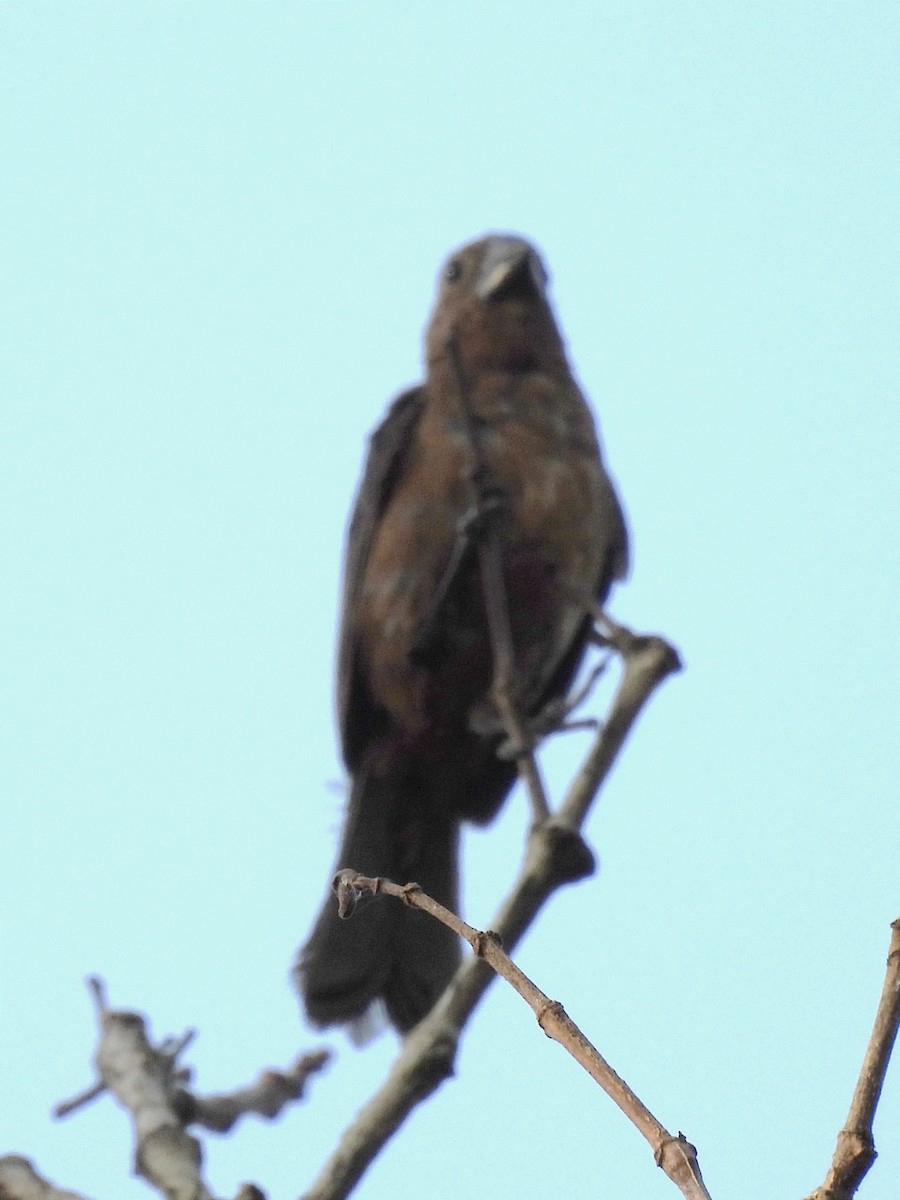 Large-billed Seed-Finch - ML622055149