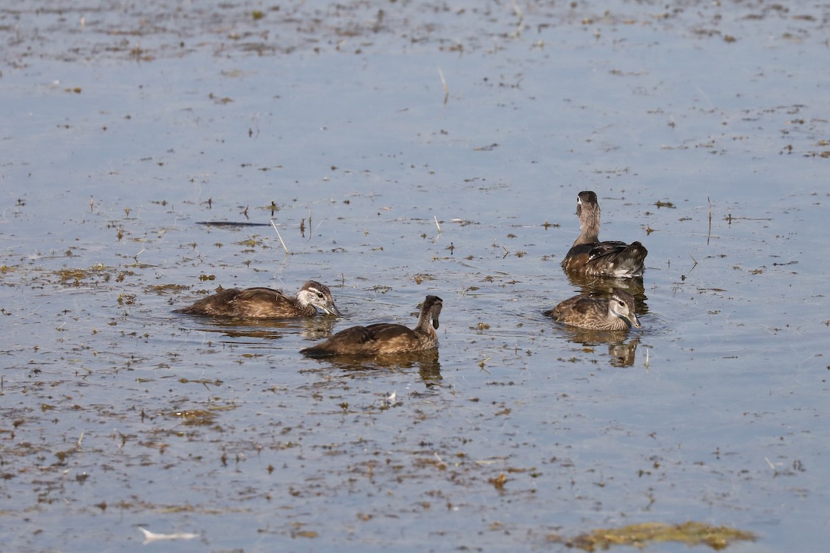 Canard branchu - ML622055152