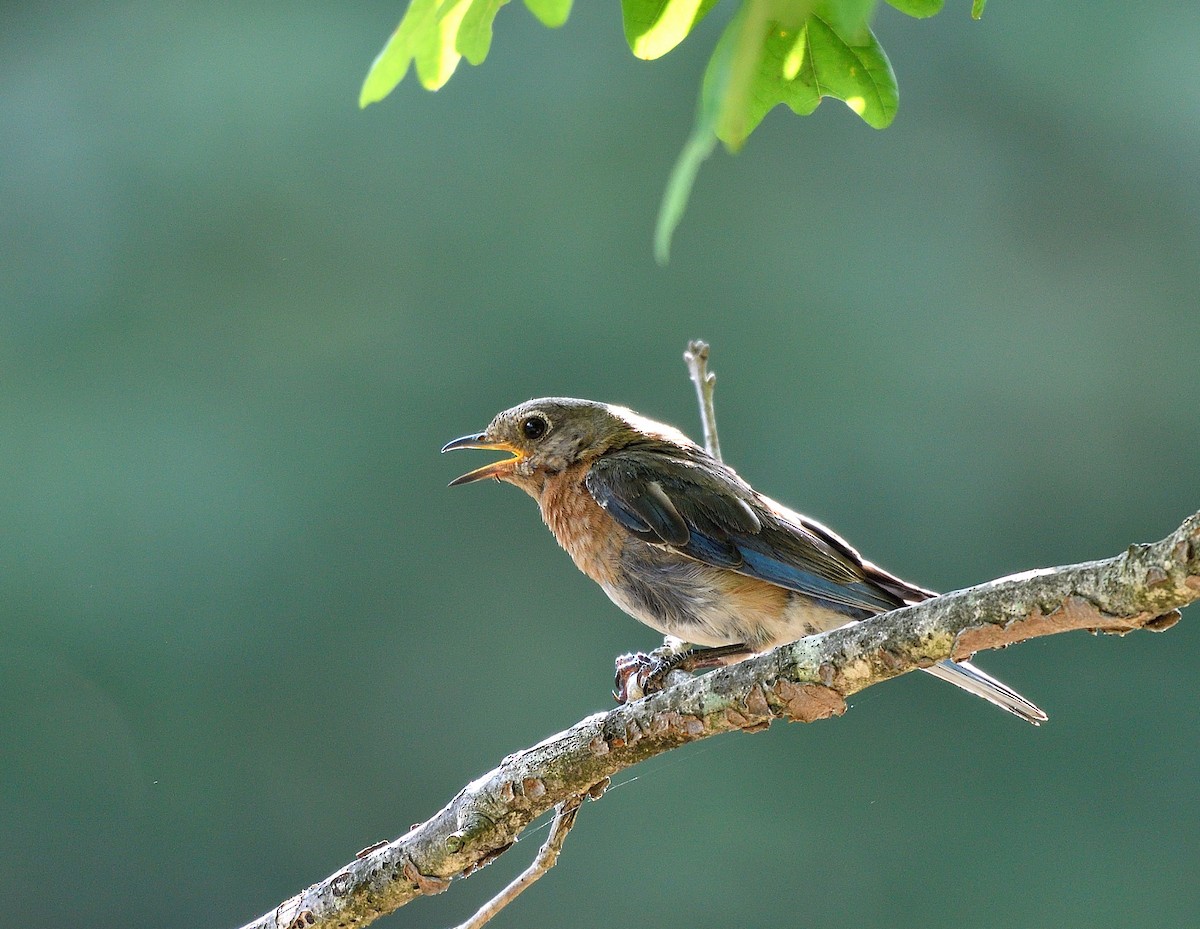 Eastern Bluebird - Jaime Thomas