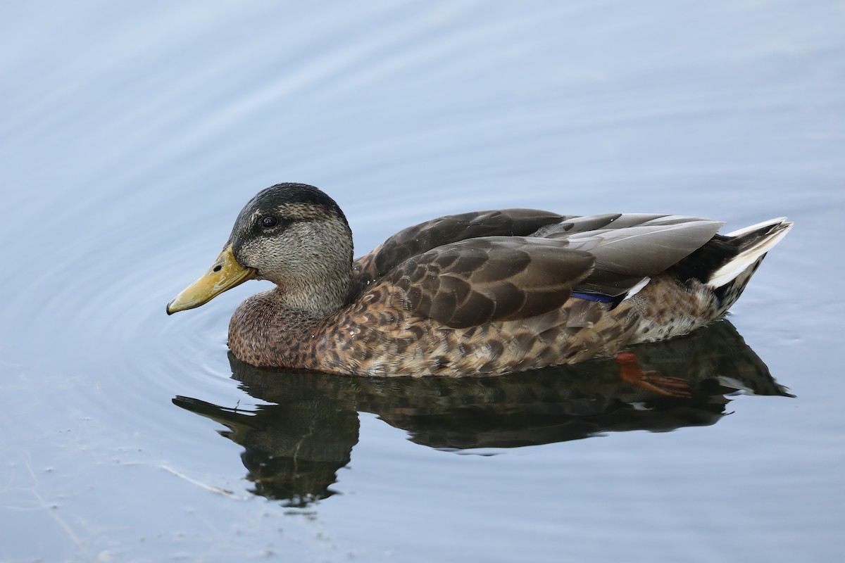 Canard colvert - ML622055158