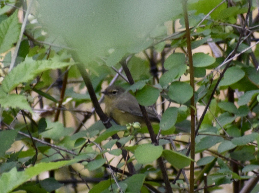 Orange-crowned Warbler - Joshua Galpern