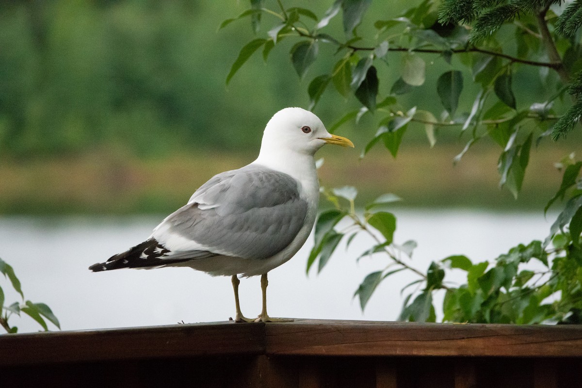 Short-billed Gull - ML622055163