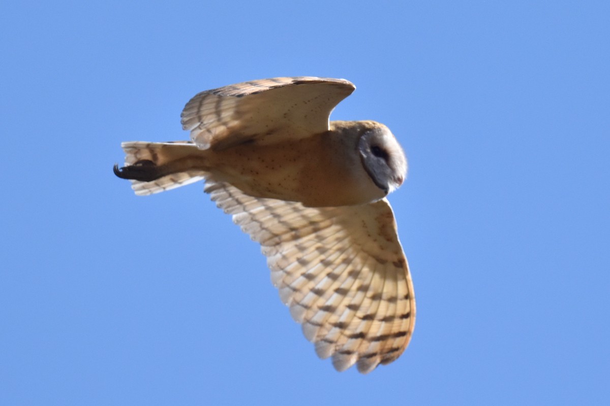 Barn Owl - ML622055165