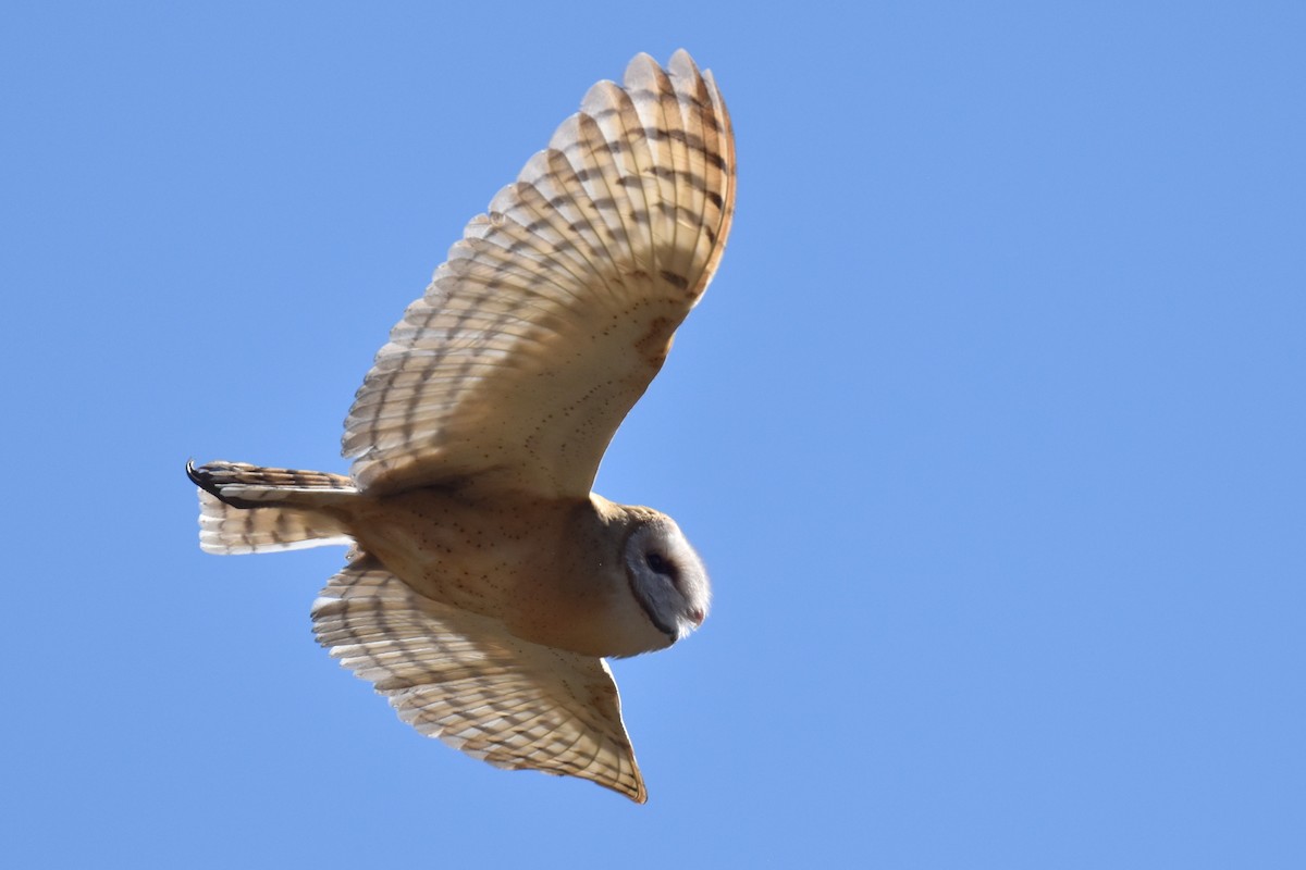 Barn Owl - ML622055166