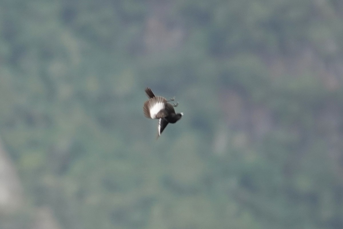 White-winged Black-Tyrant - Toby Holmes