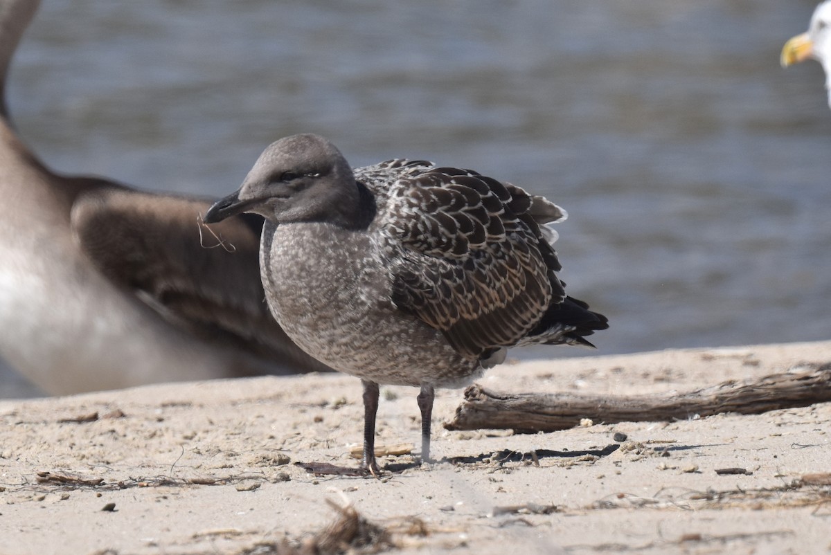 Gaviota Occidental - ML622055182