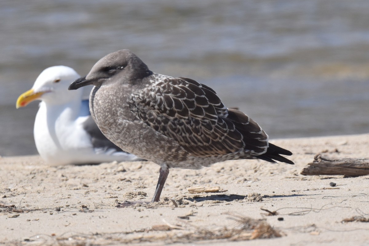 Gaviota Occidental - ML622055183