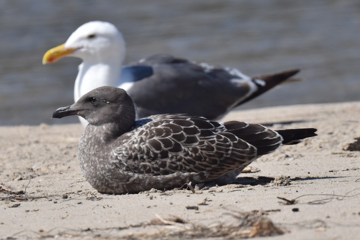 Gaviota Occidental - ML622055184