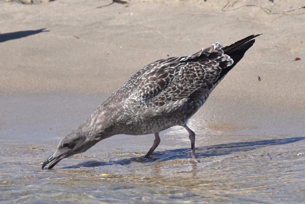 Gaviota Occidental - ML622055185