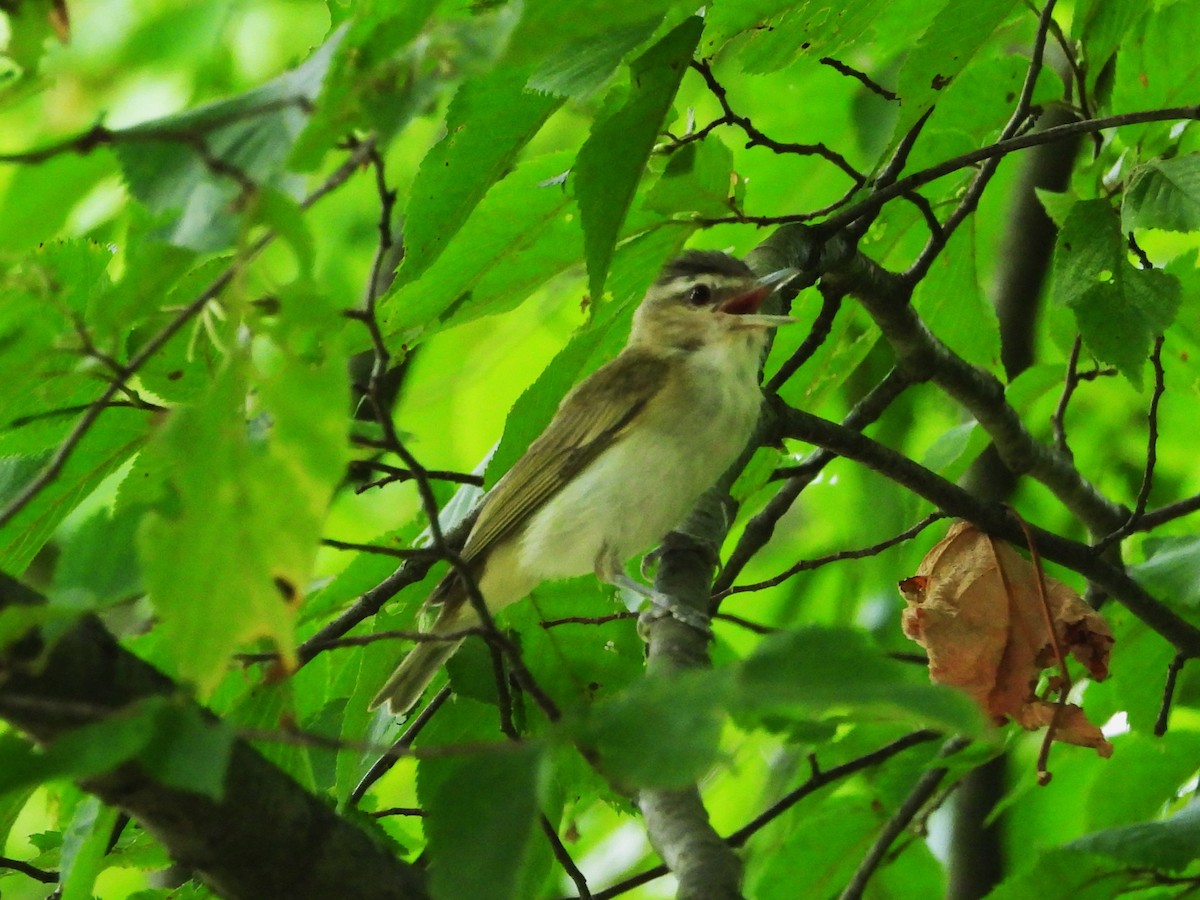 Vireo Ojirrojo - ML622055186