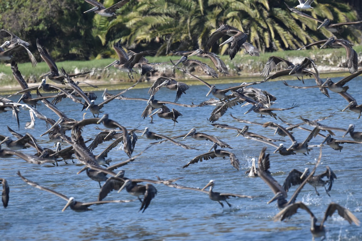 Brown Pelican - Naresh Satyan