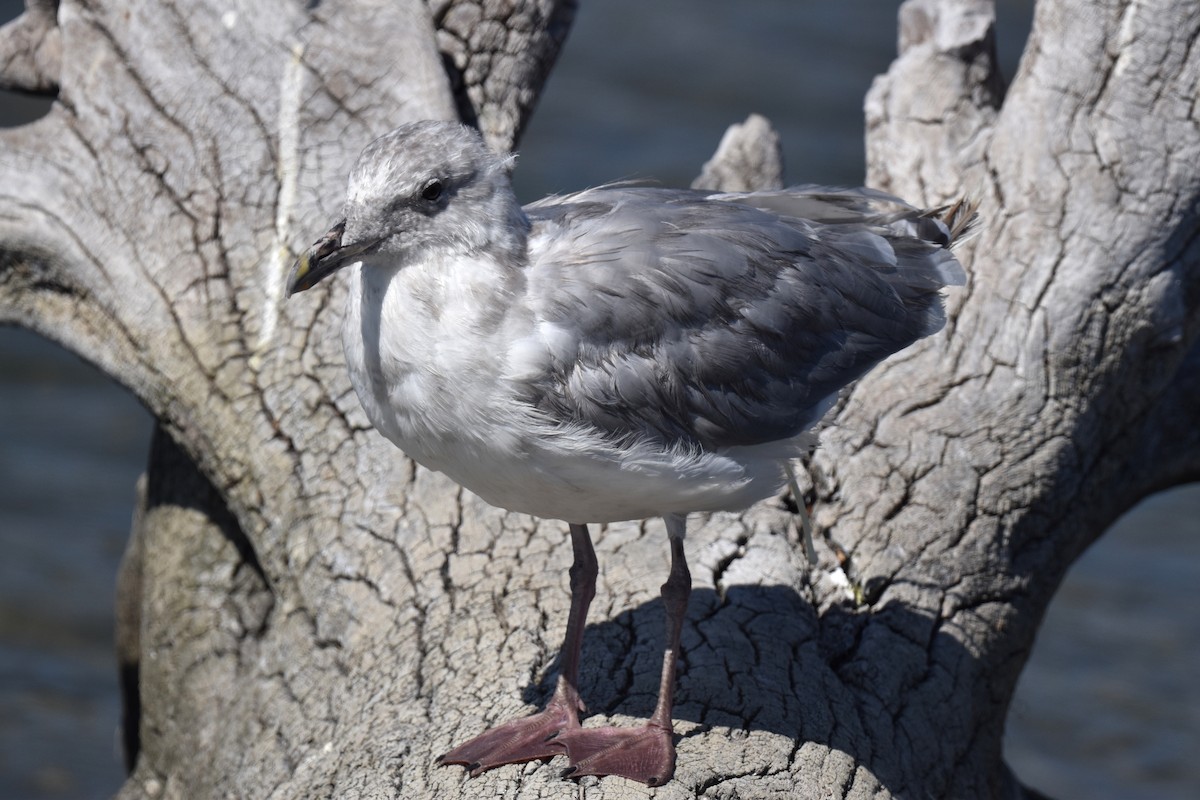 Gaviota Occidental/de Bering - ML622055191