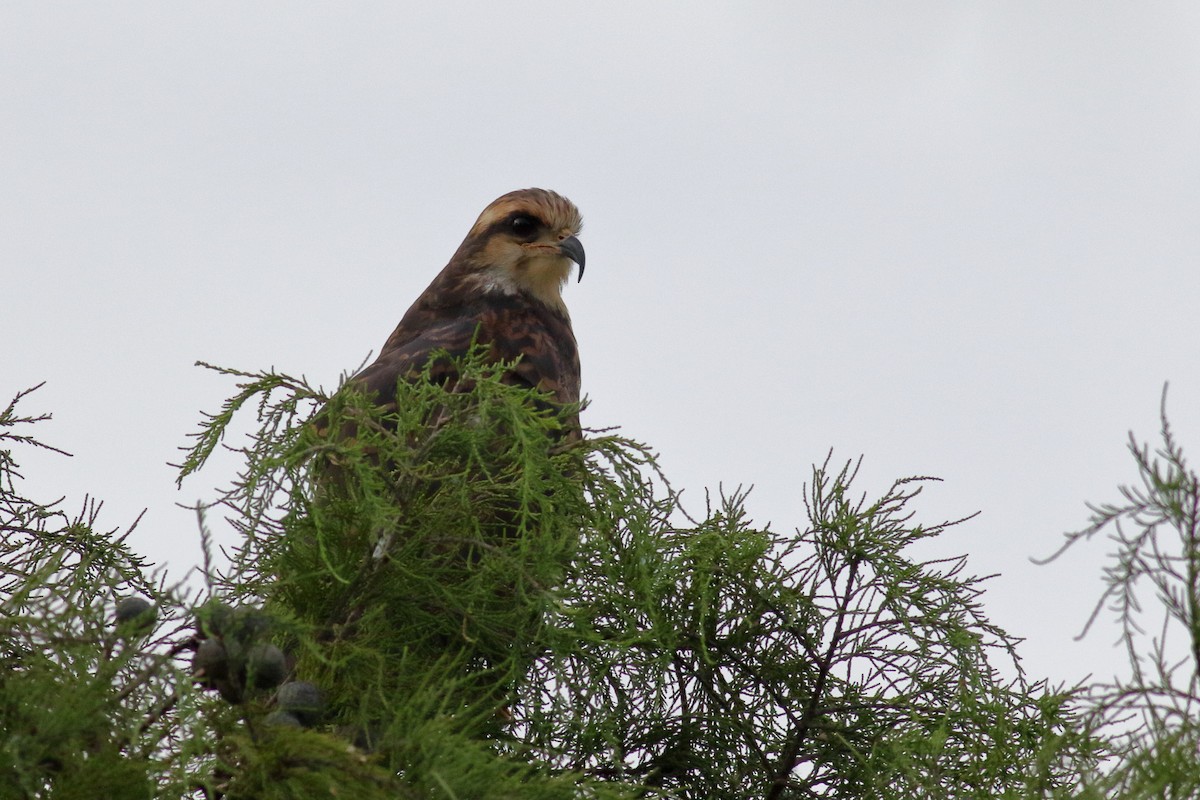 Snail Kite - ML622055237