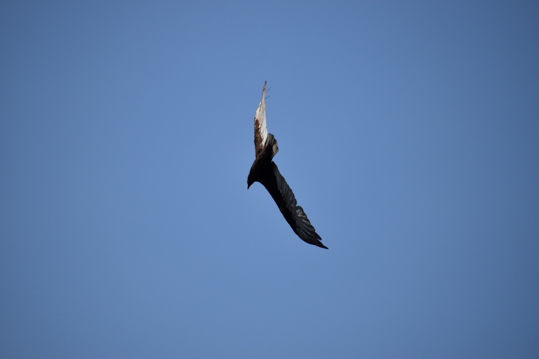 Turkey Vulture - ML622055238