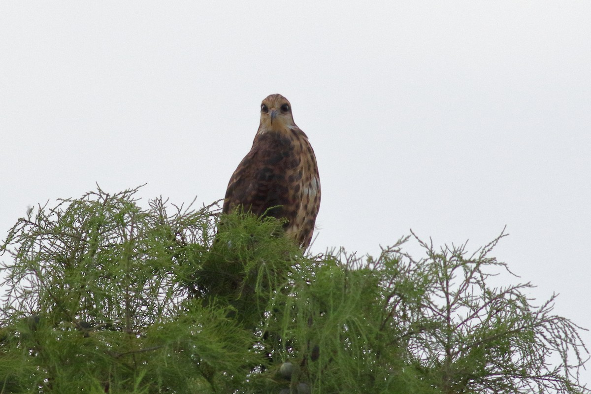 Snail Kite - Richard Stanton