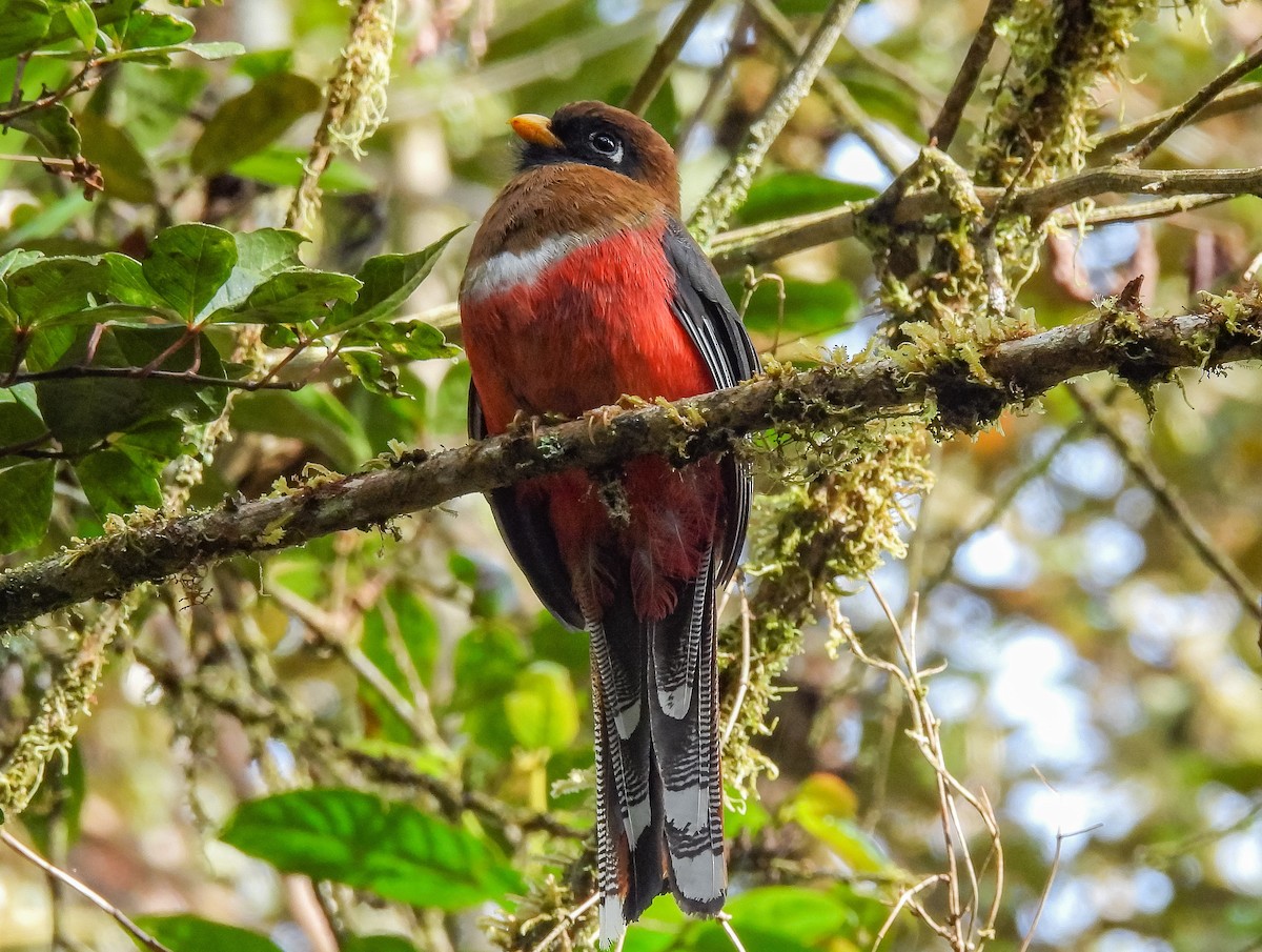 Masked Trogon - ML622055240