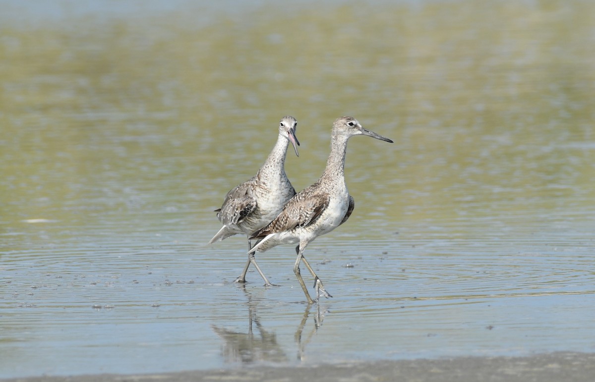 Willet - ML622055241