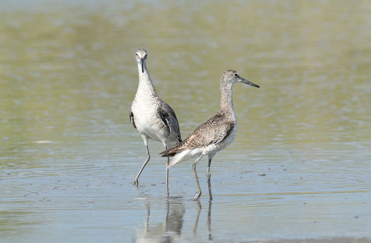 Willet - ML622055242