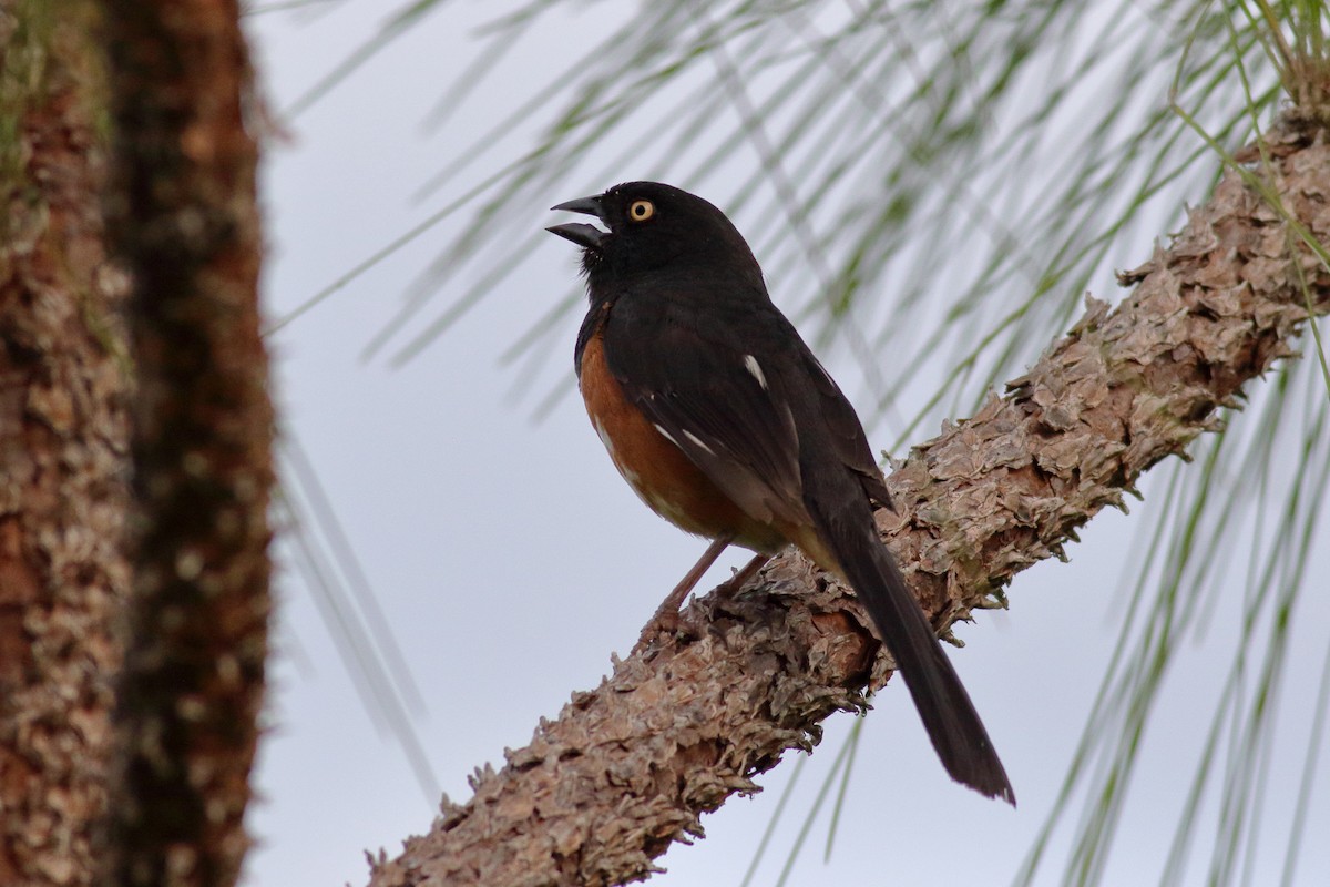 Eastern Towhee (White-eyed) - ML622055243