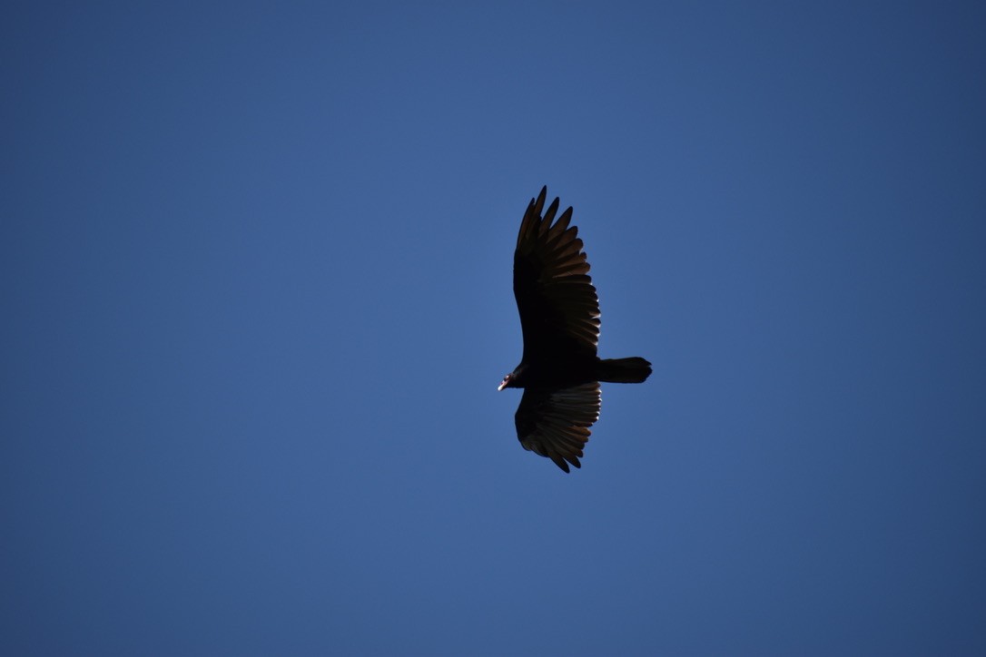 Turkey Vulture - ML622055244