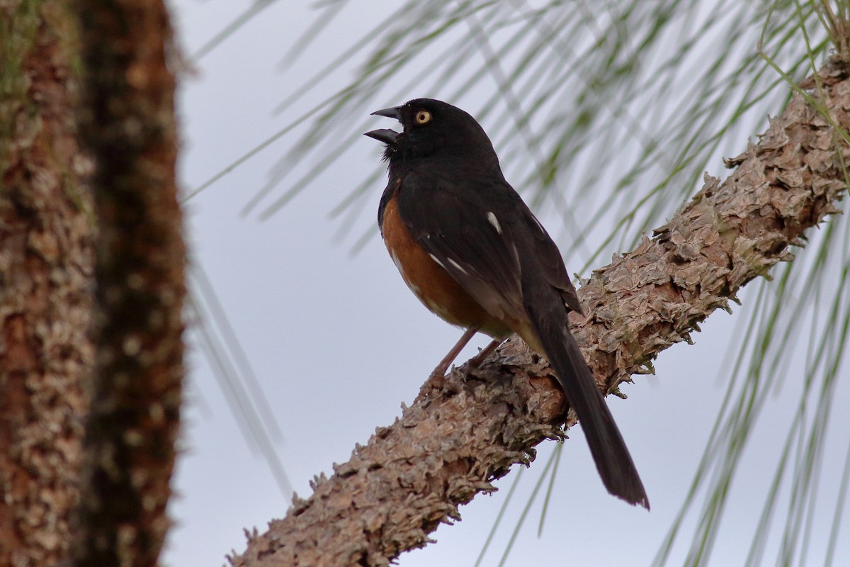 Eastern Towhee (White-eyed) - ML622055245