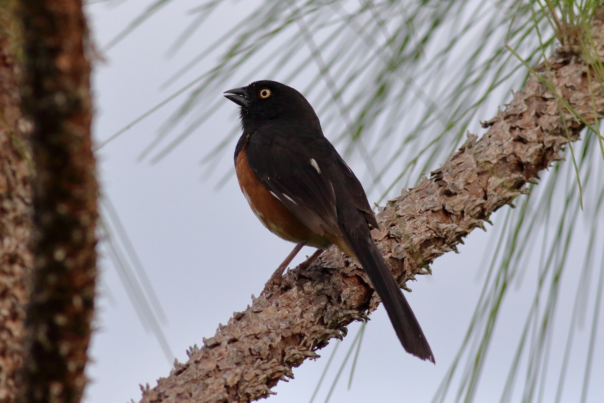 Eastern Towhee (White-eyed) - ML622055246