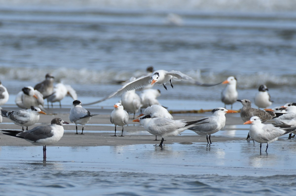 Royal Tern - ML622055247