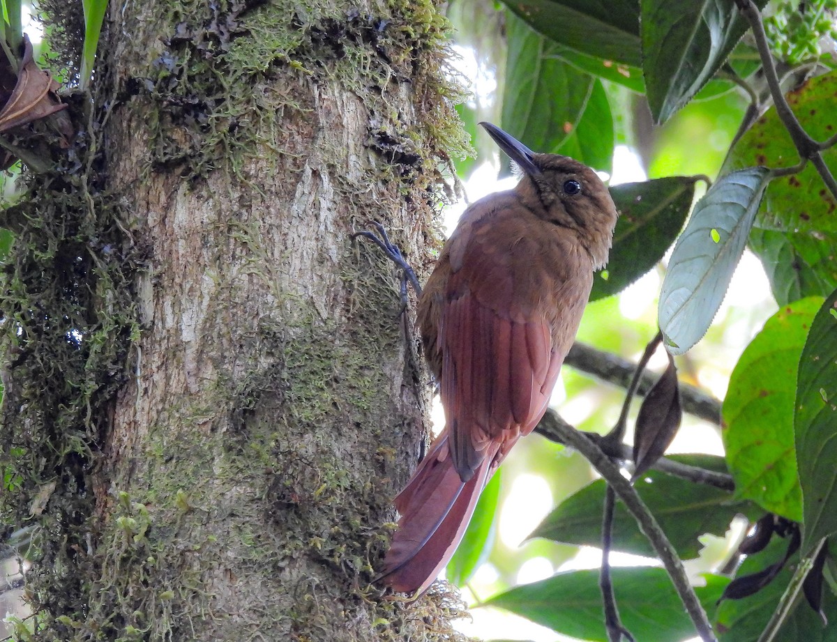 Tyrannine Woodcreeper - ML622055248