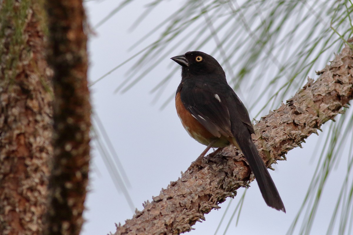 Eastern Towhee (White-eyed) - ML622055249