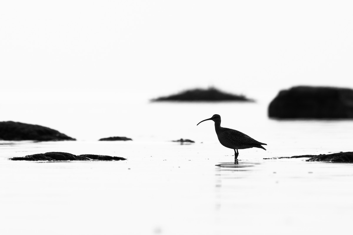 Whimbrel - Karim Bouzidi