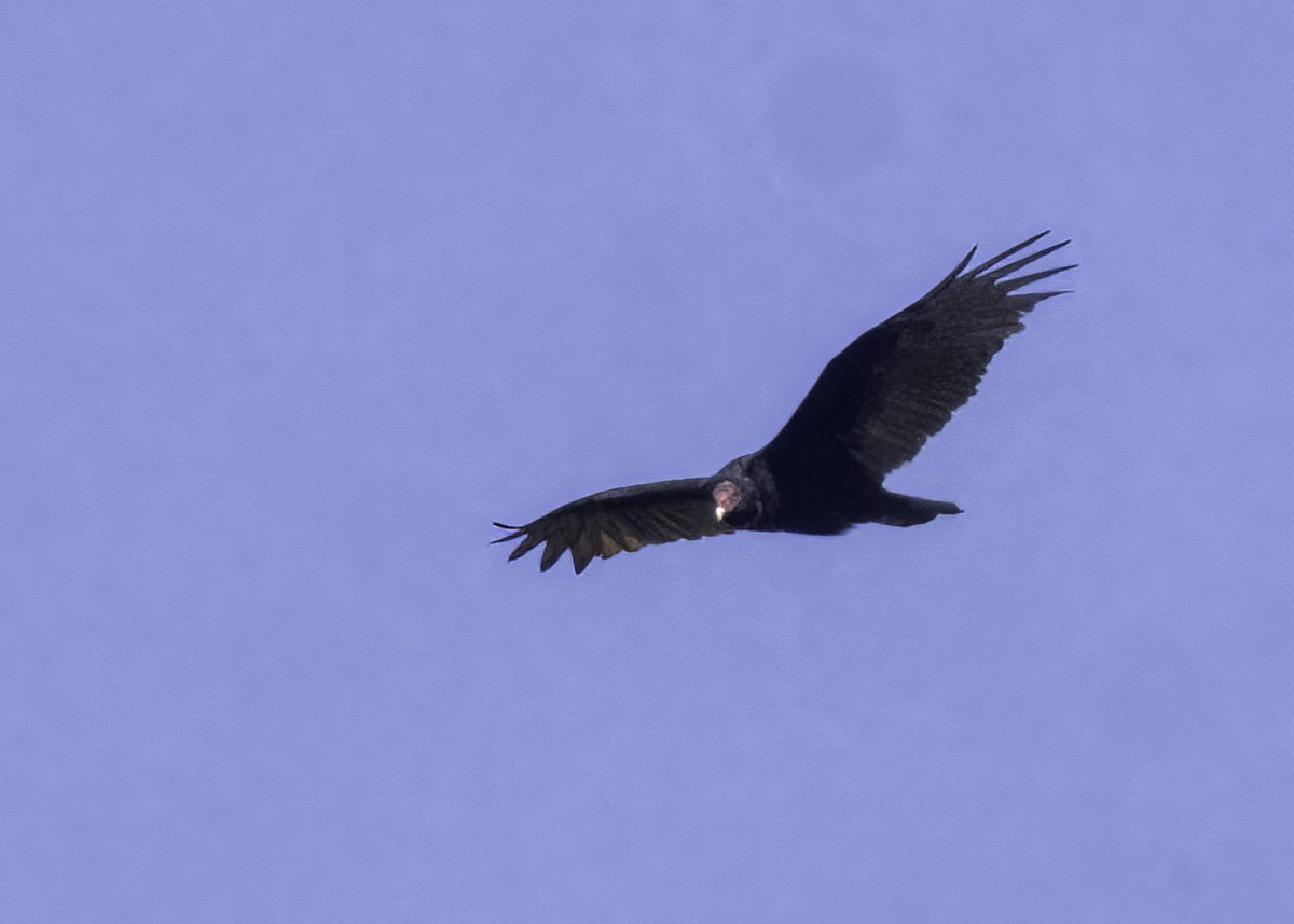 Turkey Vulture - ML622055253