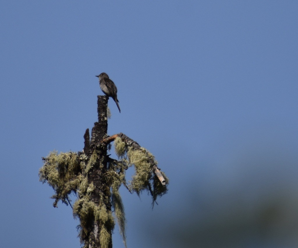 Western Wood-Pewee - ML622055254