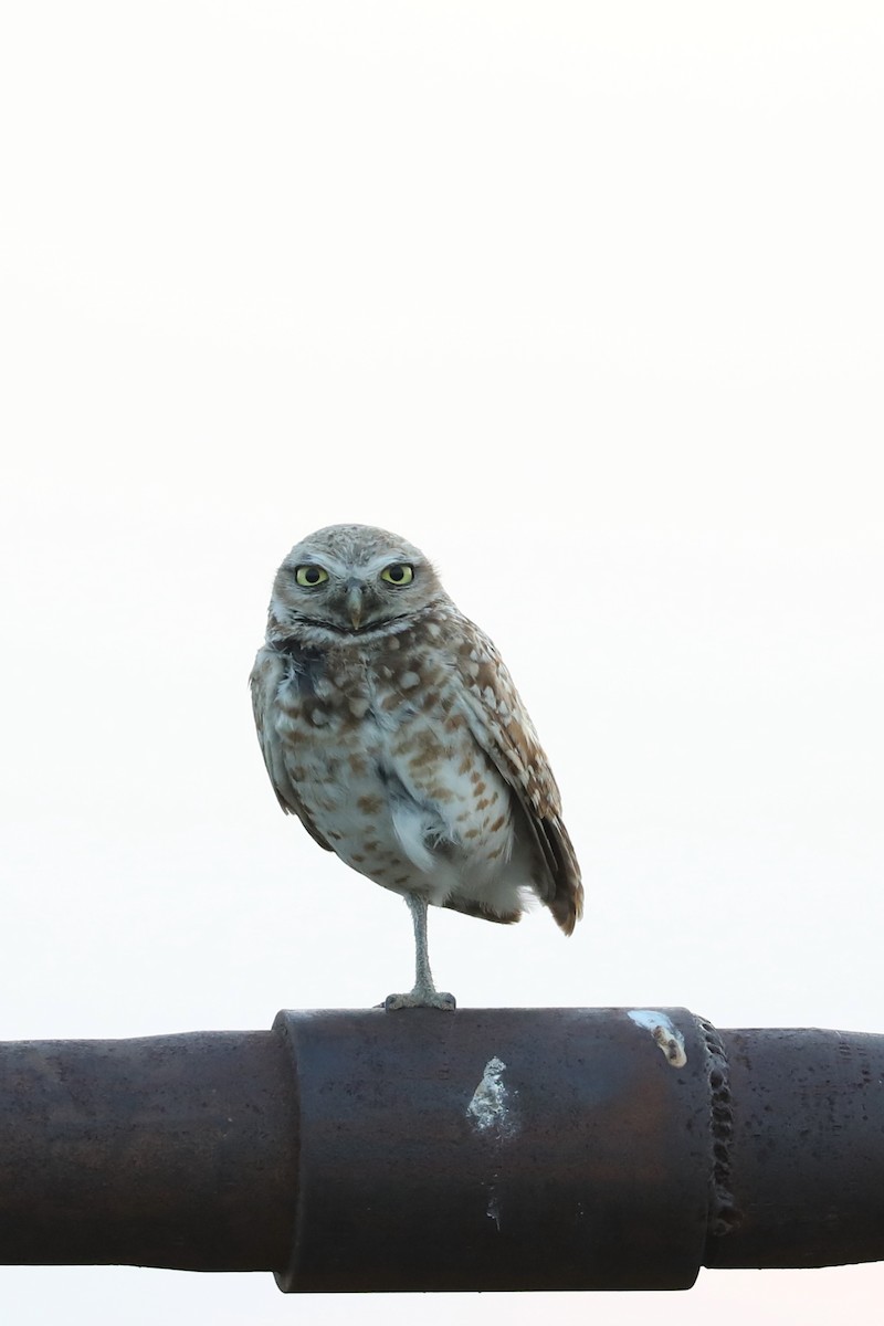 Burrowing Owl - ML622055255