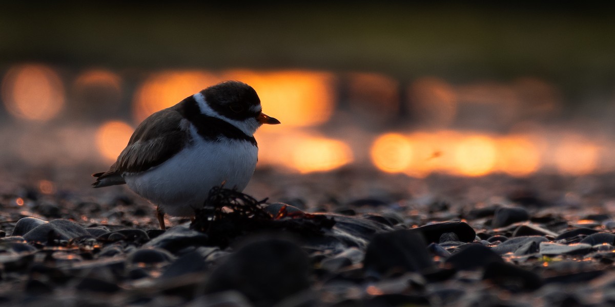 Semipalmated Plover - ML622055256