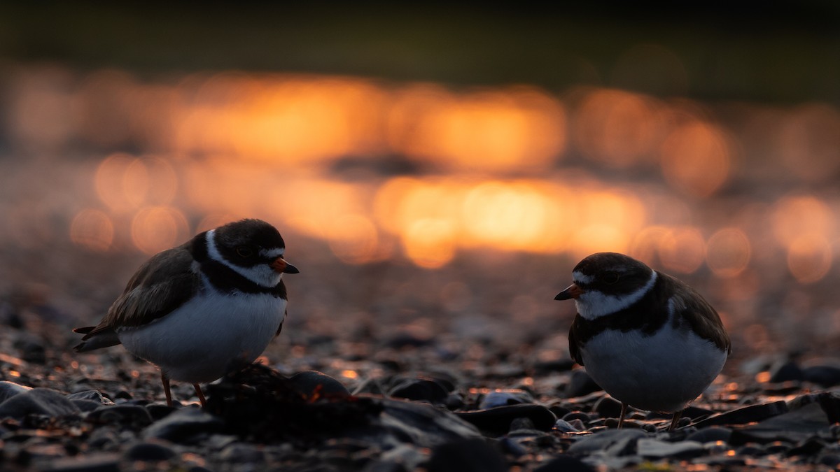 Semipalmated Plover - ML622055257