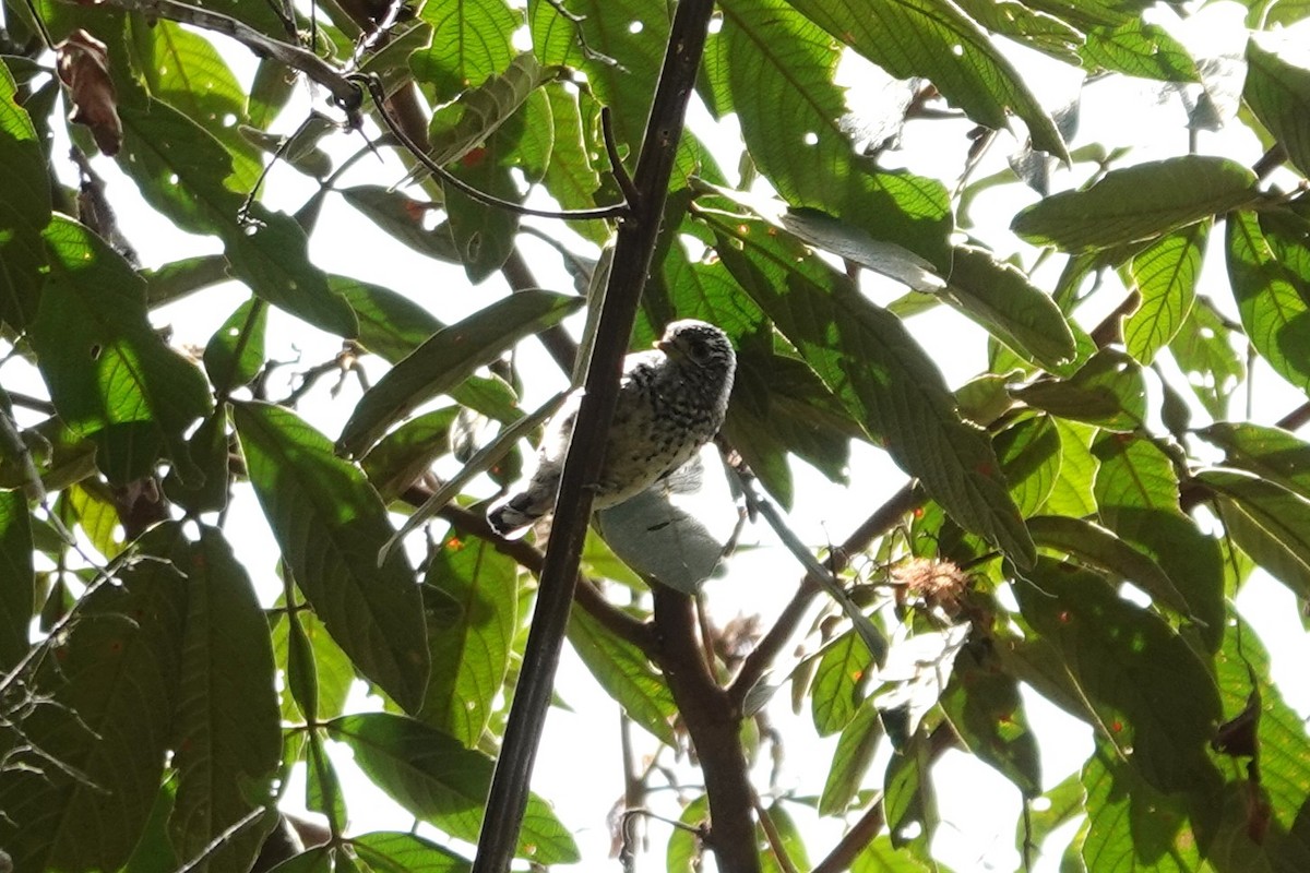 Ocellated Piculet - ML622055260
