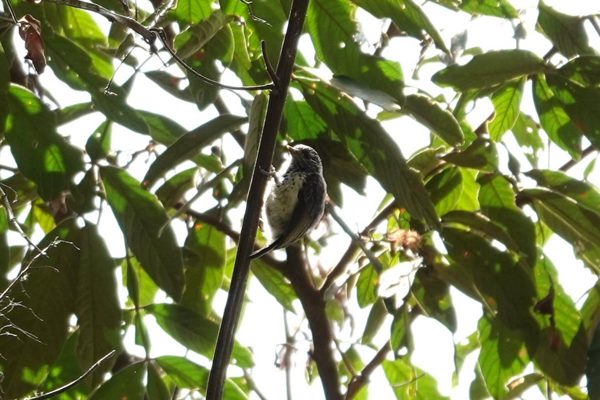 Ocellated Piculet - ML622055261