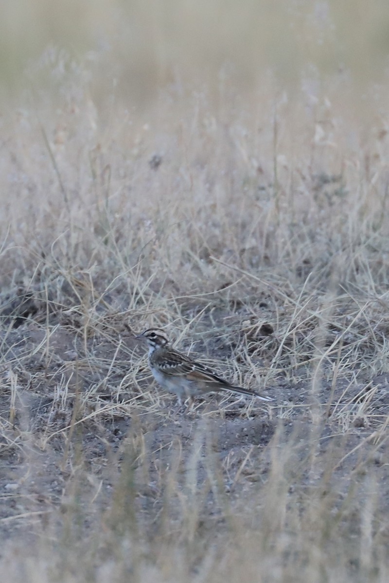 Lark Sparrow - ML622055262