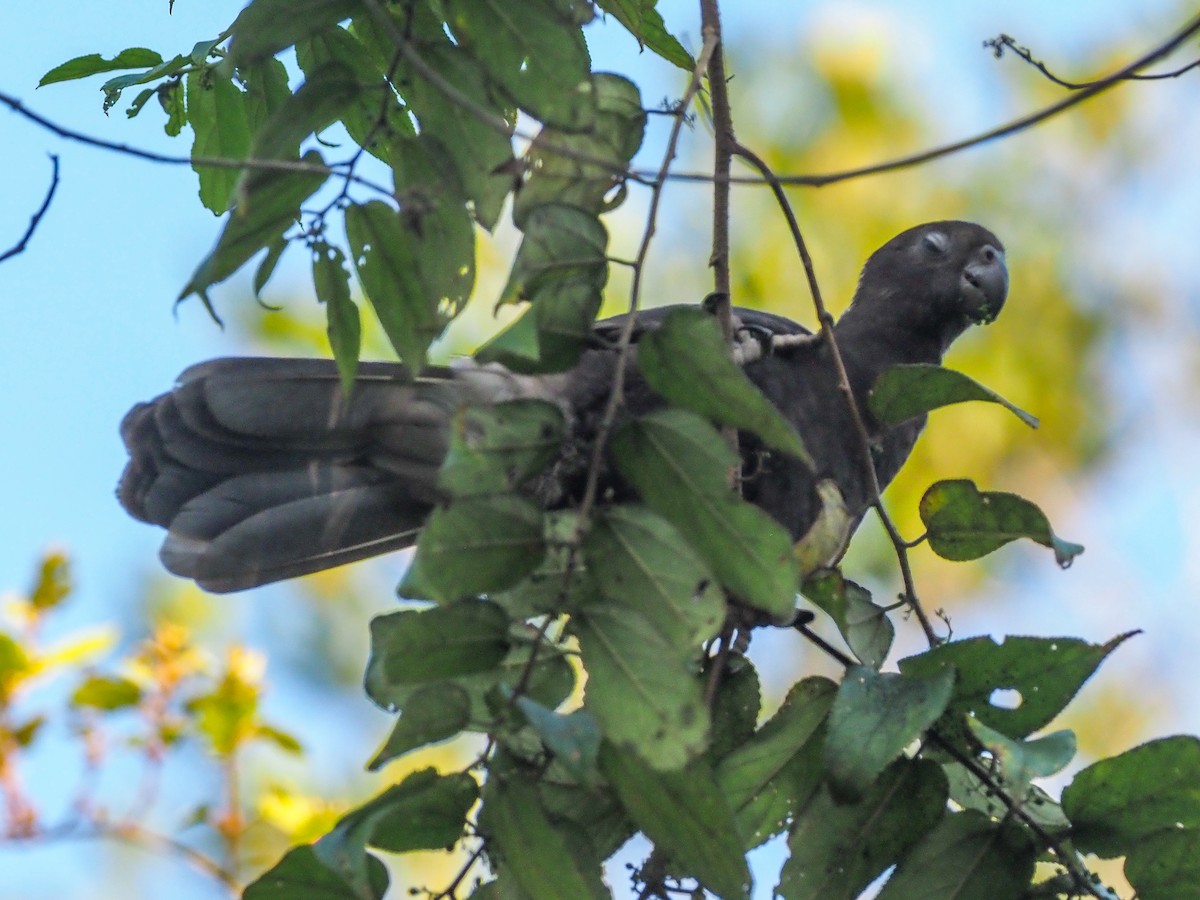 Lesser Vasa Parrot - ML622055268