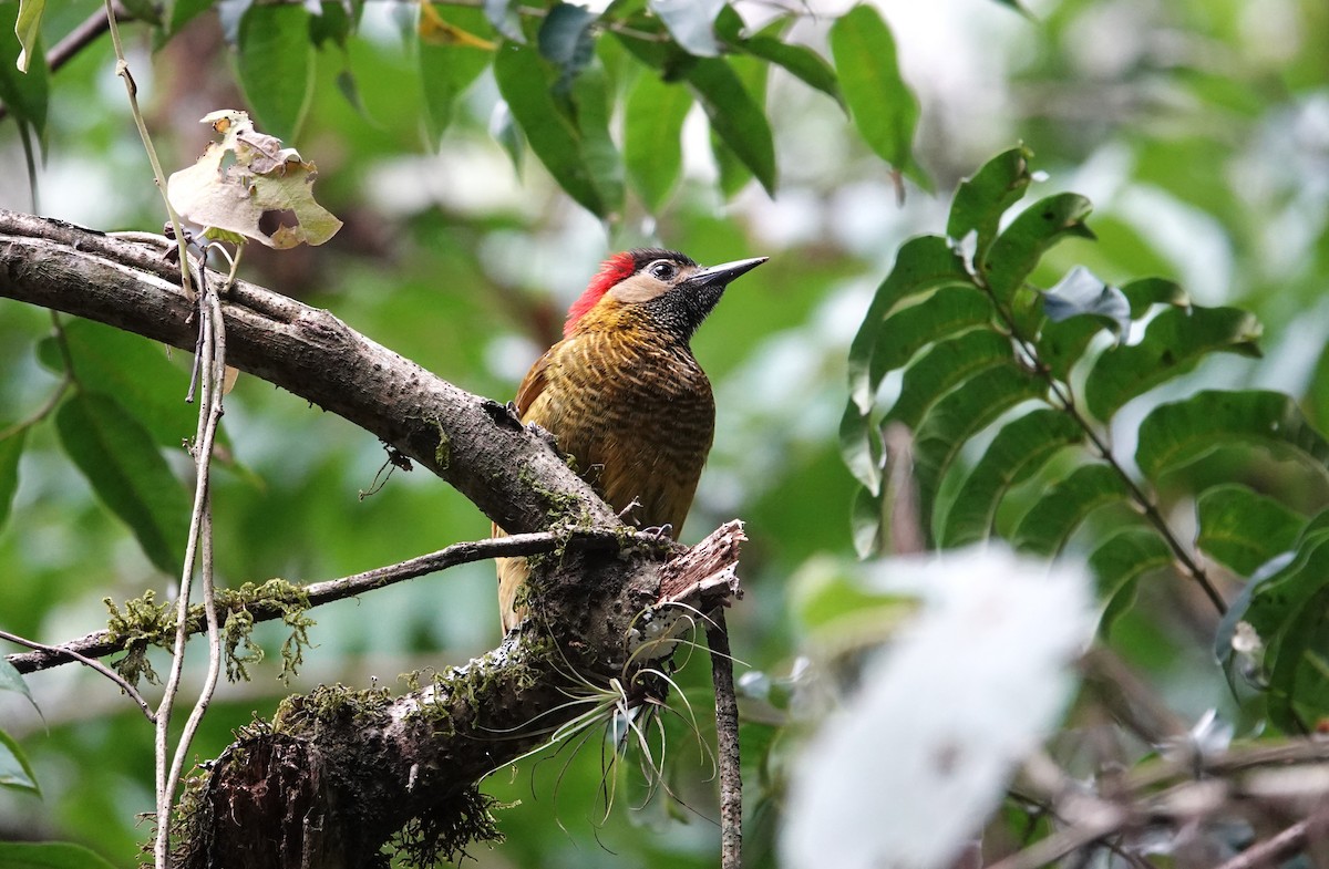 Golden-olive Woodpecker - ML622055269