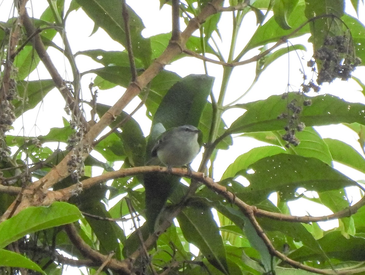 Tyranneau à queue blanche - ML622055270