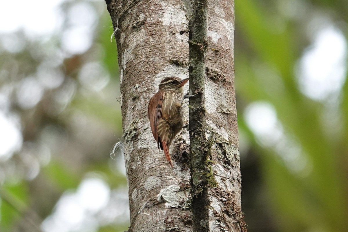 Streaked Xenops - ML622055272