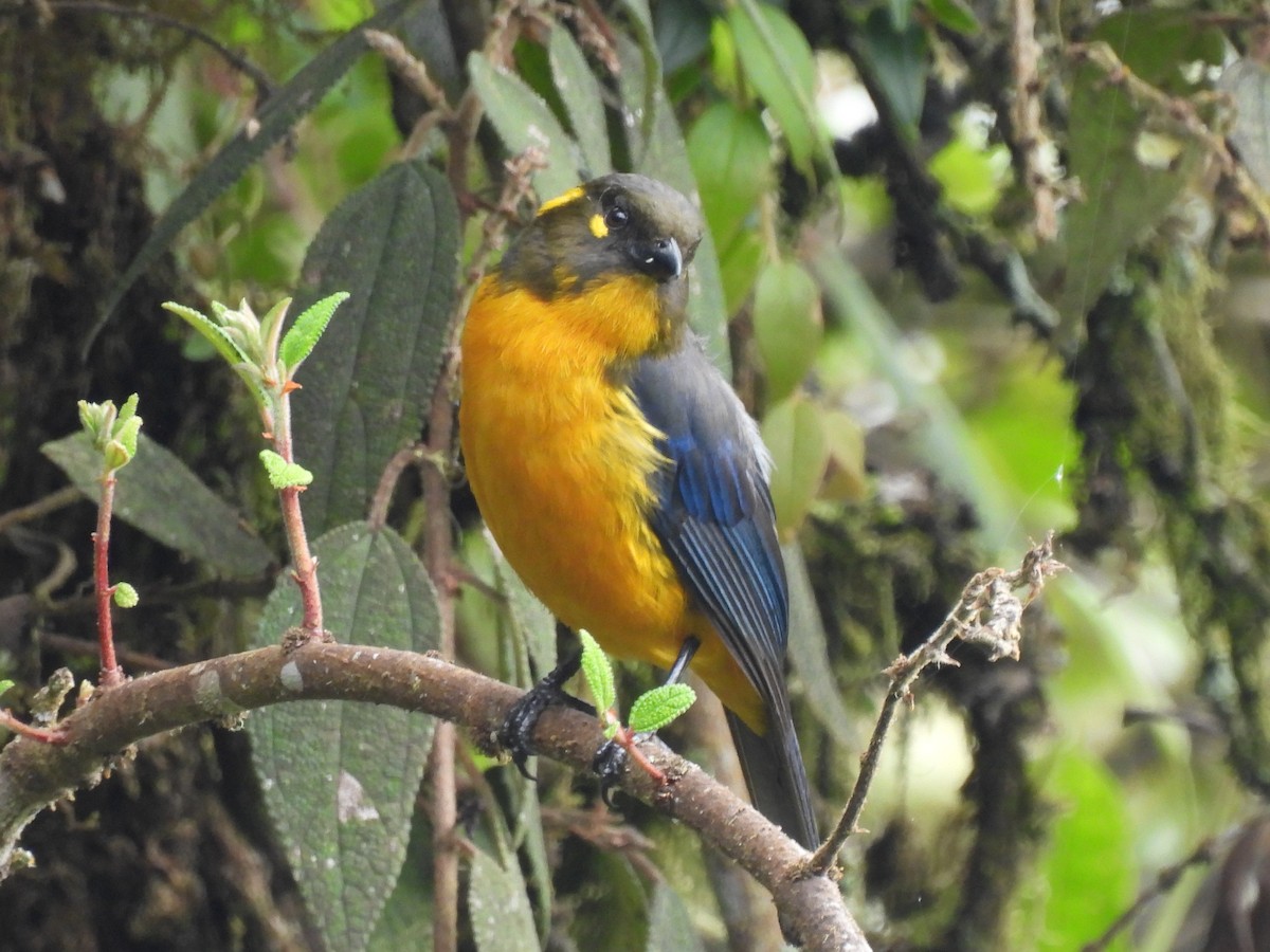 Lacrimose Mountain Tanager - ML622055290