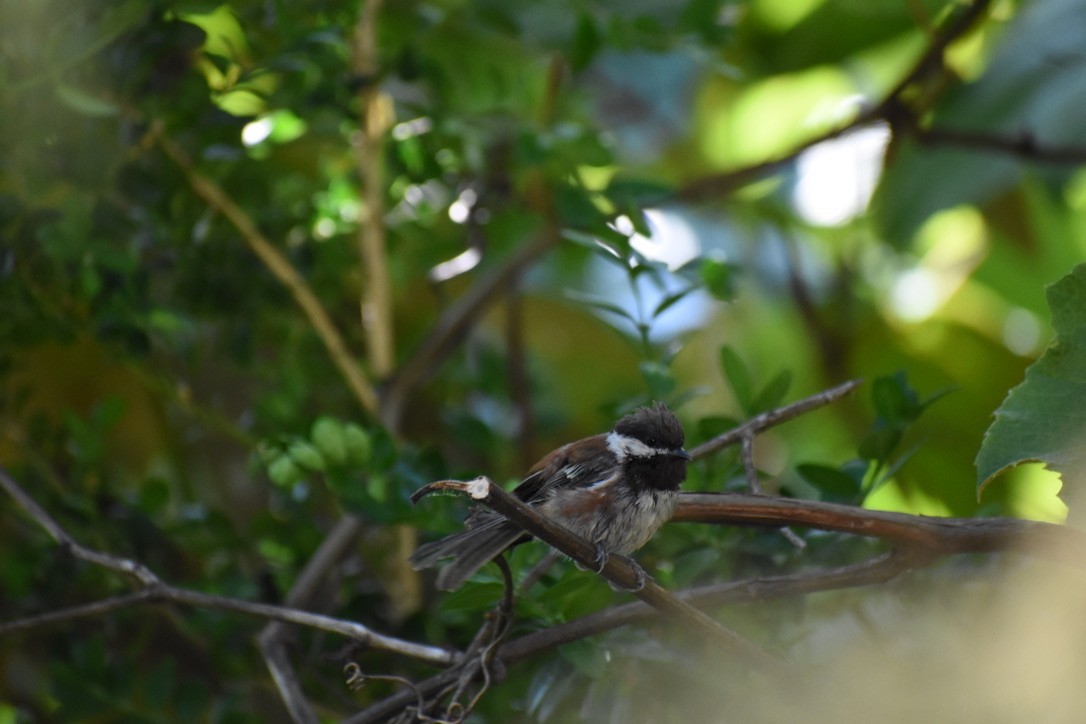 Chestnut-backed Chickadee - ML622055298