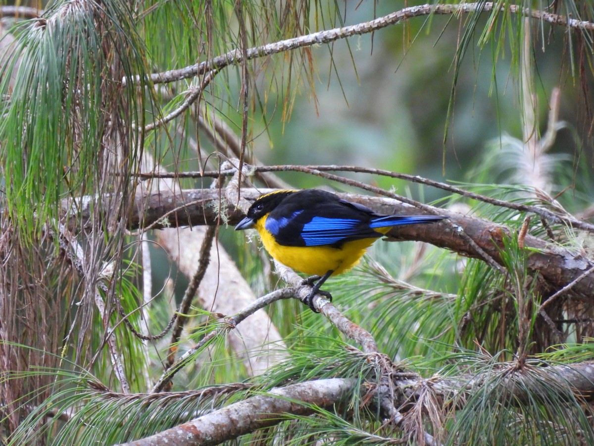 Blue-winged Mountain Tanager - ML622055300