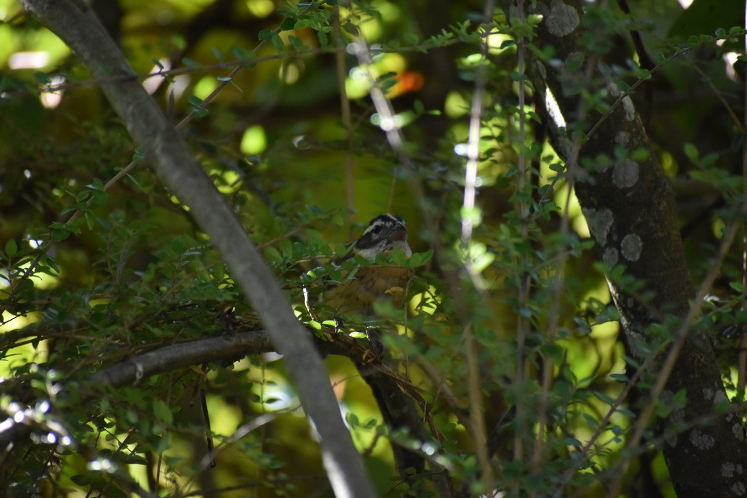 Black-headed Grosbeak - ML622055303